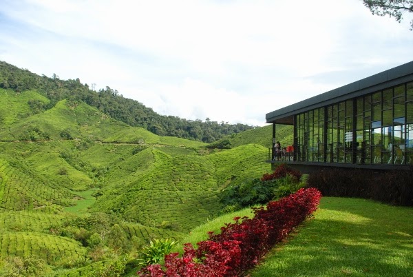 Entree Kibbles Boh Tea Centre Cafe With A Spectacular View Ummph Tea Shop Factory Sungei Palas Cameron Highlands Malaysia