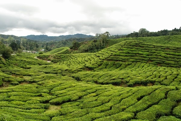 The tea plantations of Boh in the Cameron Highlands, Malaysia