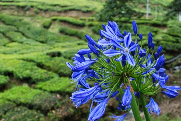 Gorgeous blue flower infront of tea plantations in Malaysia