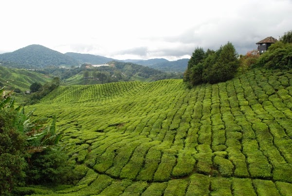 Rolling hills full of tea in the Cameron Highlands of Malaysia