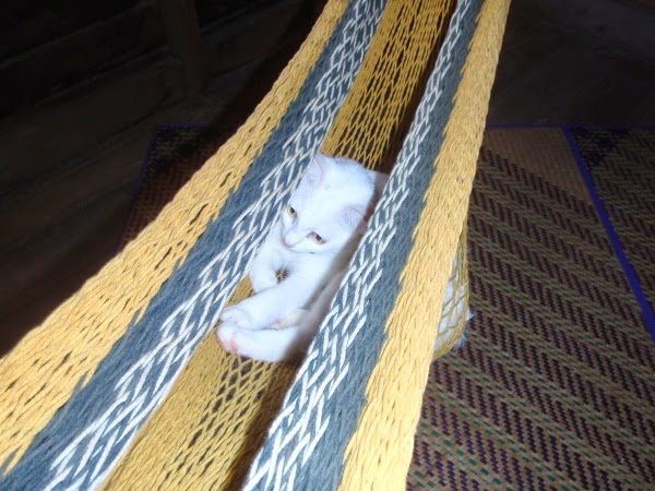 Hidden cats at the hammock house in Koh Lanta, Thailand