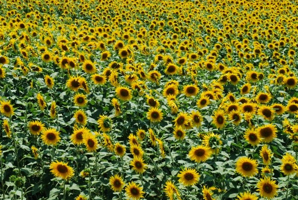 Endless Sunflowers in Tuscany, Italy
