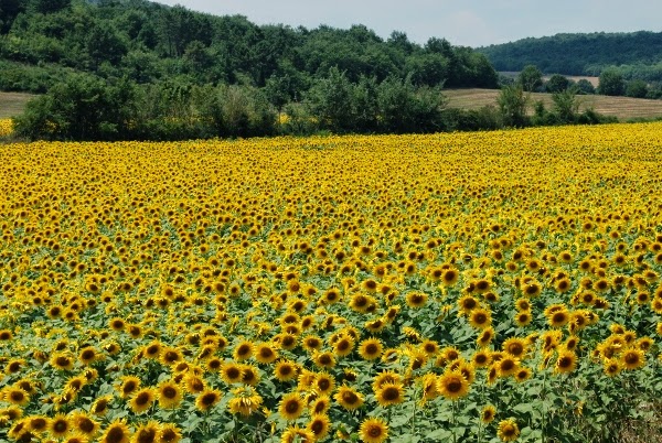 Sunflowers Found on an Italy Road Trip