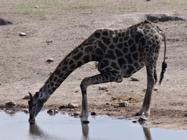 A giraffe drinks from the watering hole