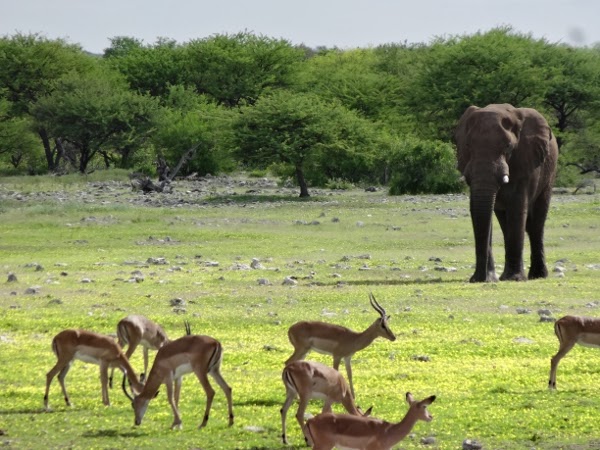 A lone elephant comes out to the watering hole.