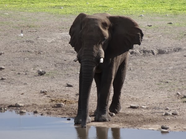 The elephant just wants a drink.