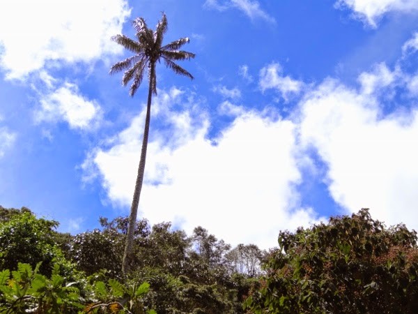 Picture of palm trees? How about the world's tallest!