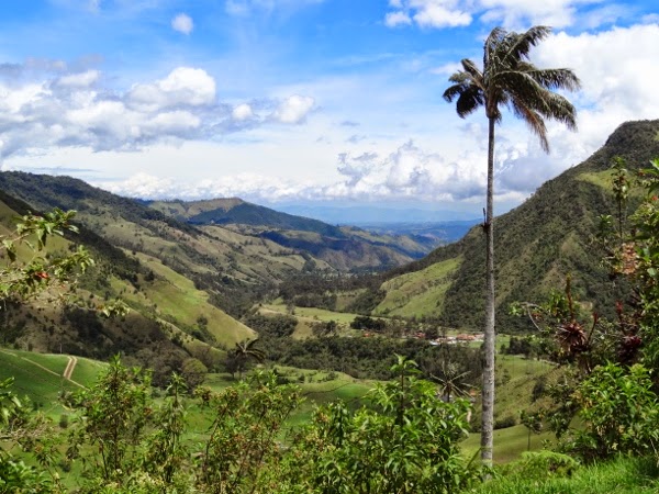 The world's tallest palm trees of the Cocora Valley, Colombia