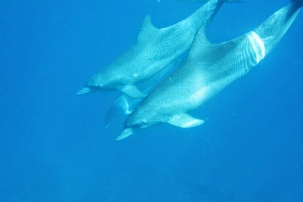 Wild dolphins up close and personal in Mauritius