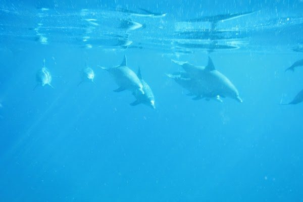 Dolphins coming right for us in Mauritius.
