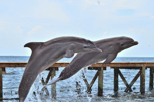 Dolphins at Moon Palace's dolphinarium