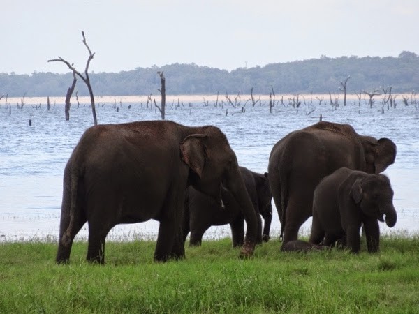 We Saw About 200 Elephants at Kandulla National Park in Sri Lanka