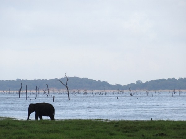 Elephants at Kaudulla National Park, Sri Lanka