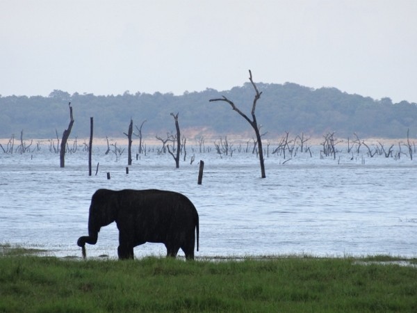 Sri Lankan Elephant Safari