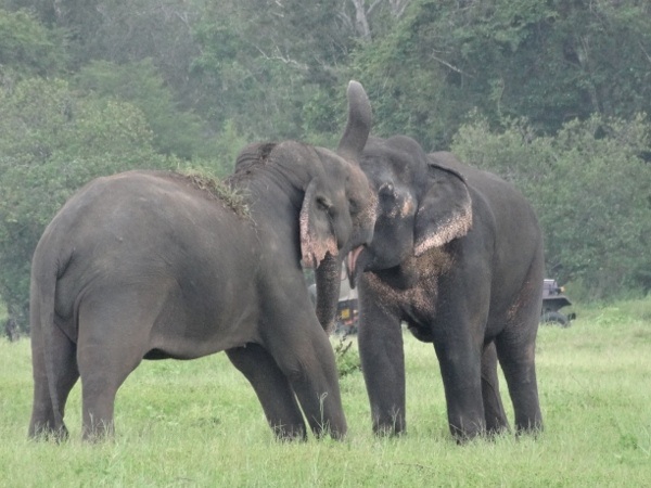 Elephants Playing at Kaudulla National Park, Sri Lanka
