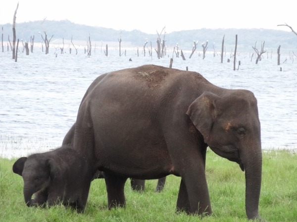 Elephants at Kaudulla National Park, Sri Lanka