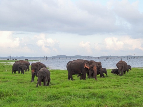 Kaudulla National Park, Sri Lanka