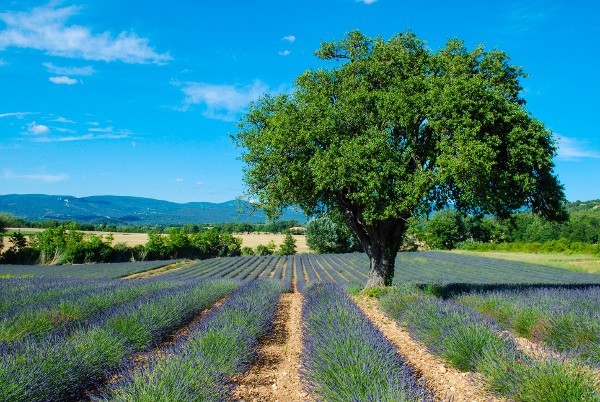 Day Trip to Avignon