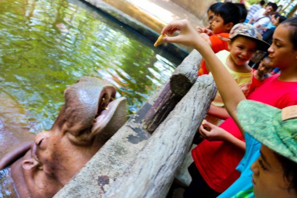 Feeding the Hippo at the Chiang Mai Zoo