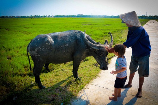 Rice Paddies in Hoi An, Vietnam