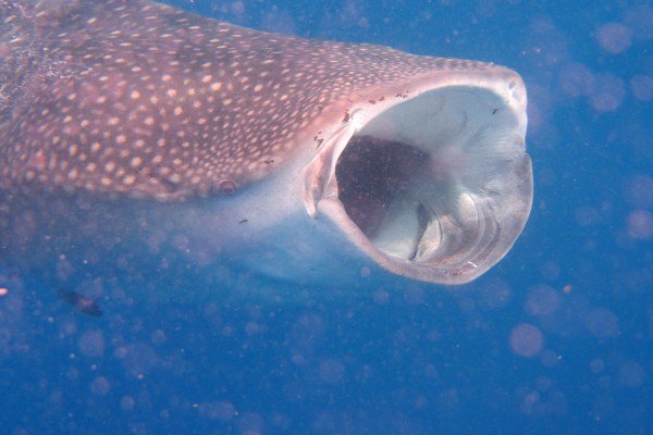 Snorkeling with Whale Sharks