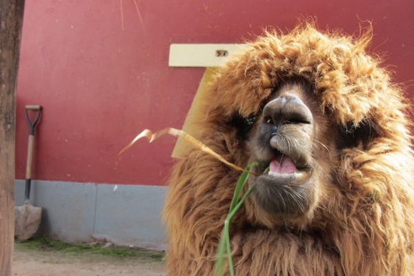 Alpaca Does Not Approve