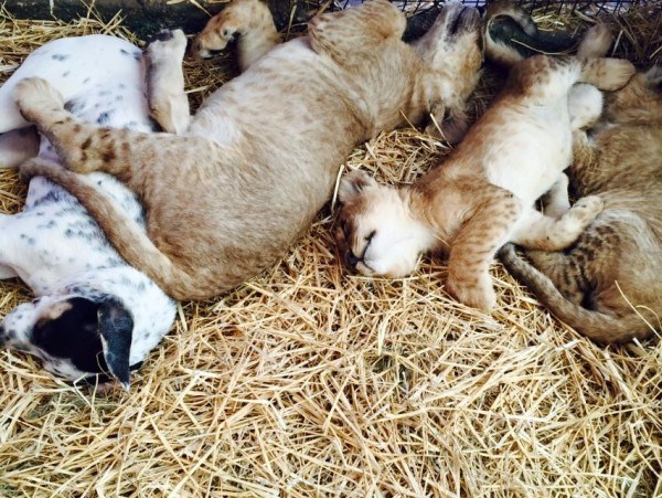 Cats at the Lujan Zoo