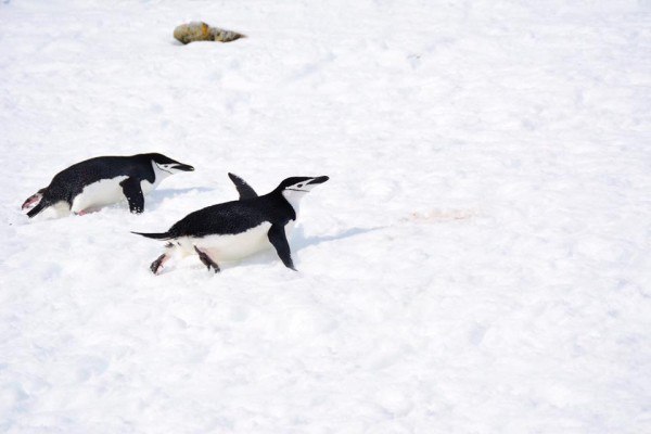 Penguins in Antarctica