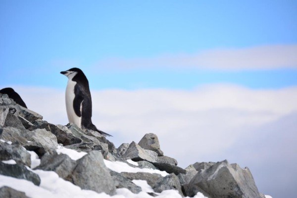 Penguins in Antarctica