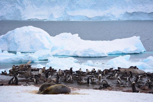 Penguins of Antarctica