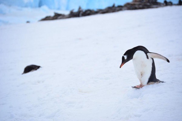 Penguin in Antarctica