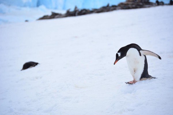 Penguins in Antarctica