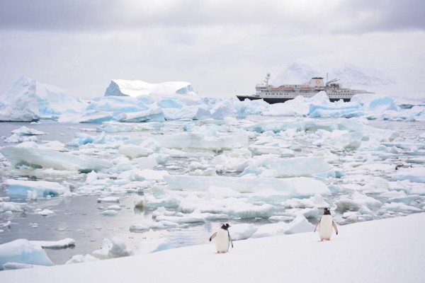 Penguins in Antarctica