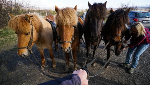 Icelandic Horses are Total 80s Rockers