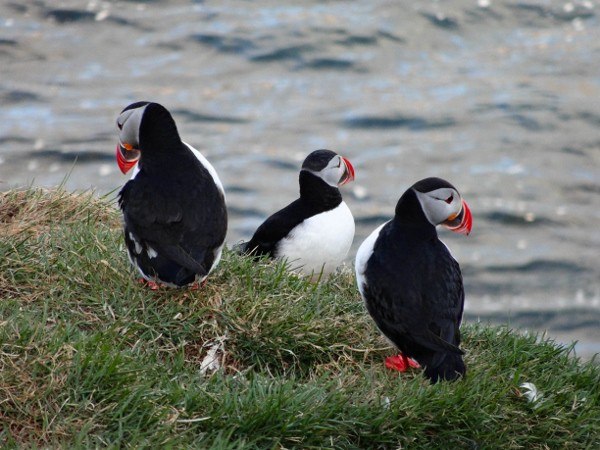 Puffins in Borgarfjordur Eystri, Iceland