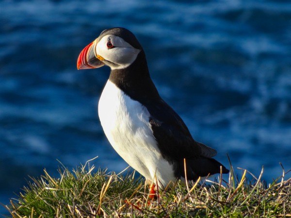 Atlantic Puffins in Iceland