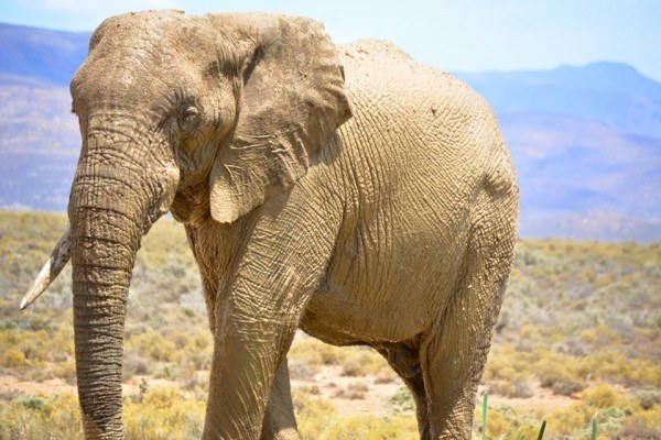 Elephant at Inverdoon Safari Lodge
