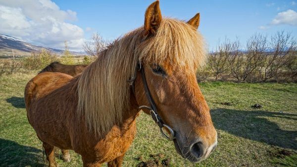 The closest we got to riding an Icelandic horse.