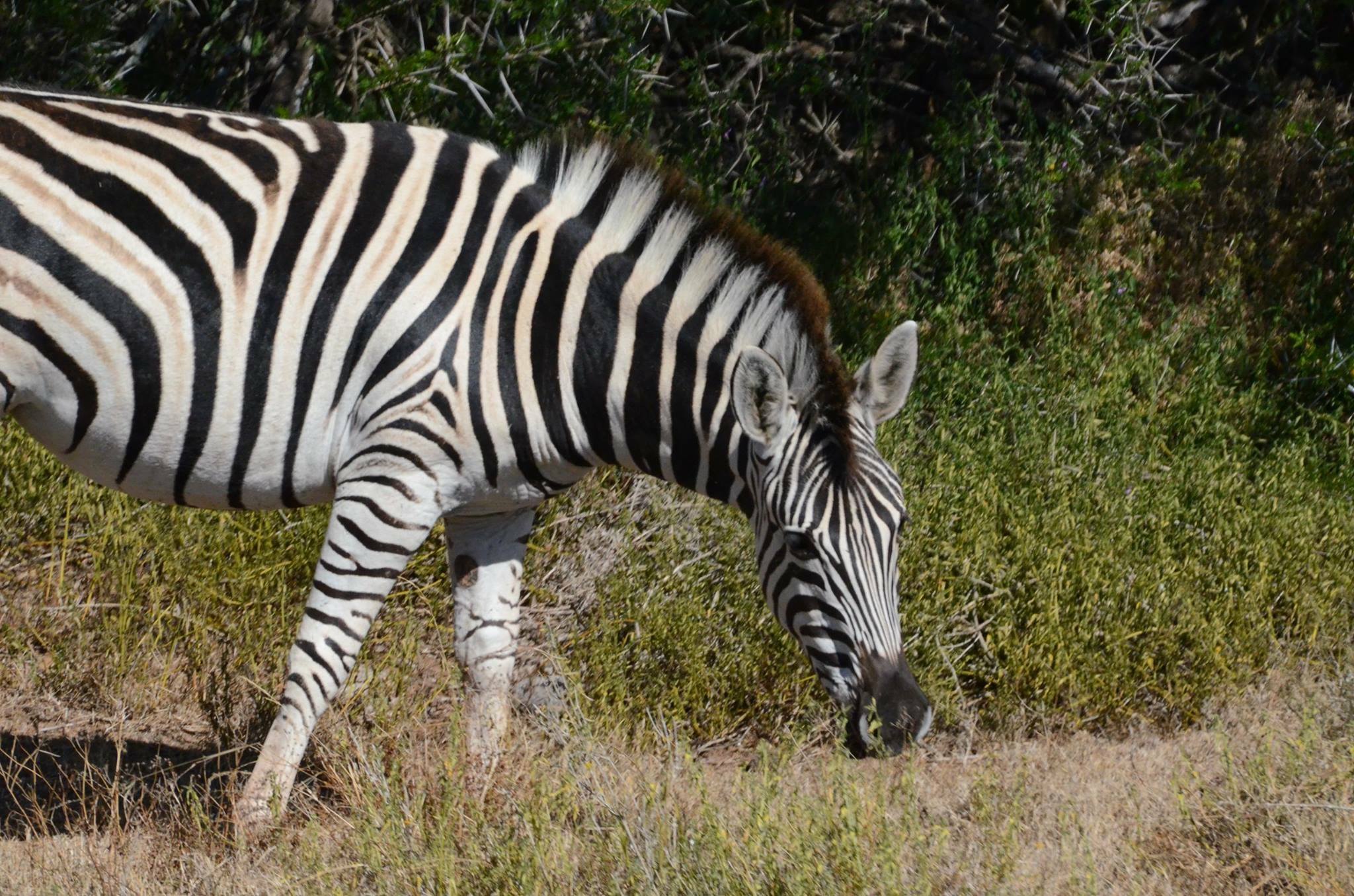 My First Safari In Africa Was Disappointing