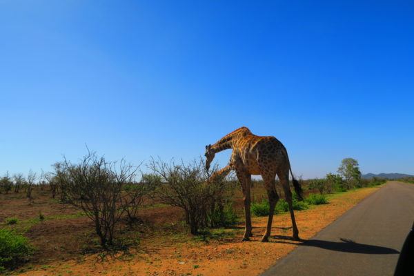 Kruger National Park