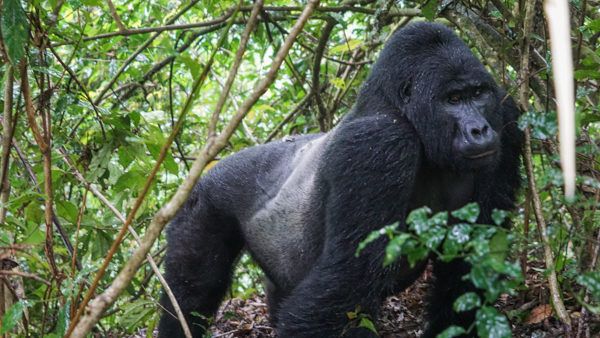 Silverback Gorilla Gorilla