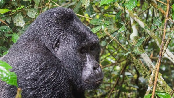 Gorilla Trekking in Uganda