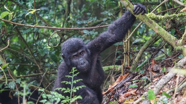 Gorillas at Bwindi Impenetrable National Park