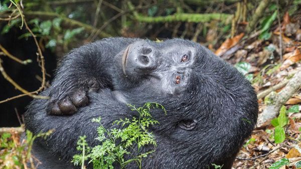 Gorillas in Uganda