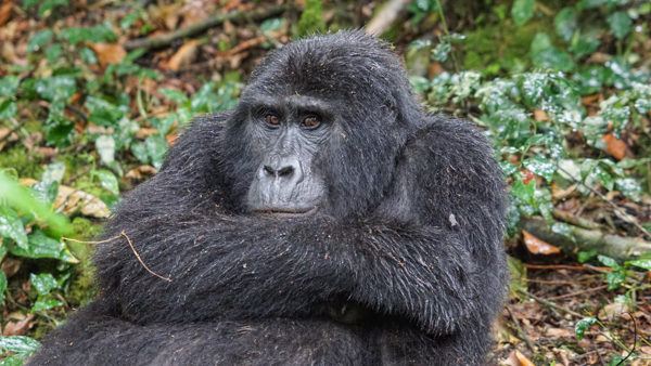 Silverback Gorilla in Bwindi