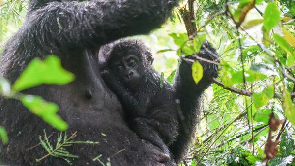 Baby Gorilla in Uganda