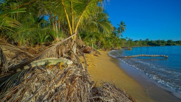 Punta Arenas Beach Vieques