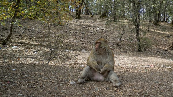 Monkeys at Morocco's Cedar Forest