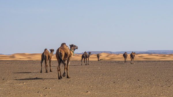 Sahara Desert in Morocco