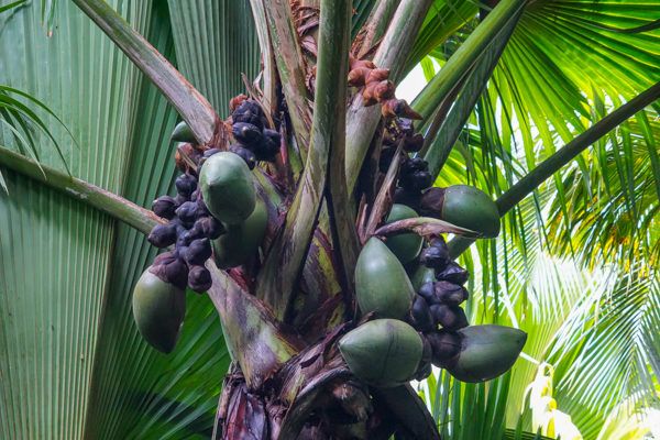 Coco de Mer in Praslin